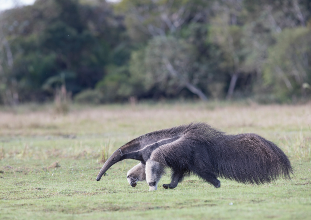 Imagen del Oso Hormiguero Gigante 