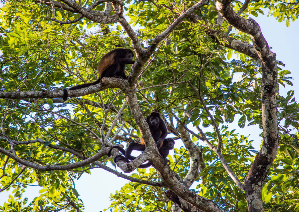 Imagen de los monos Aulladores tomado en el Parque nacional del Manu