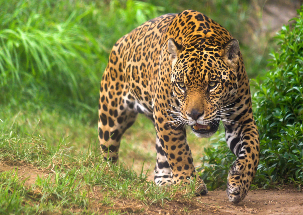 Imagen de un Jaguar del parque nacional de Manu
