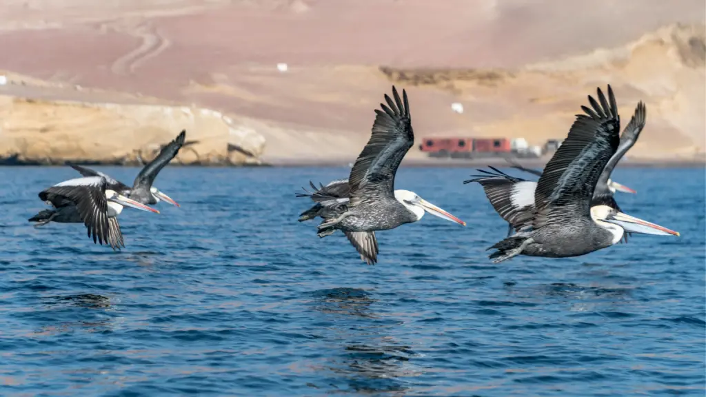 Pelicanos en la reserva nacional de Paracas