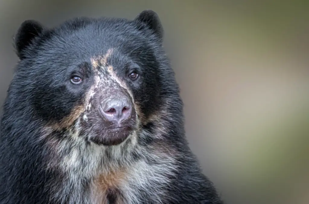Imagen del Oso de Anteojos