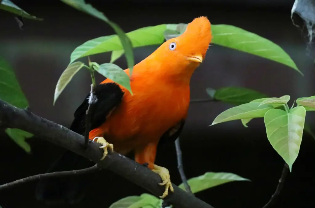 Imagen del gallito de las rocas