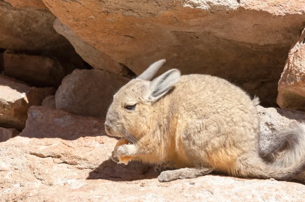 Imagen de una vizcacha